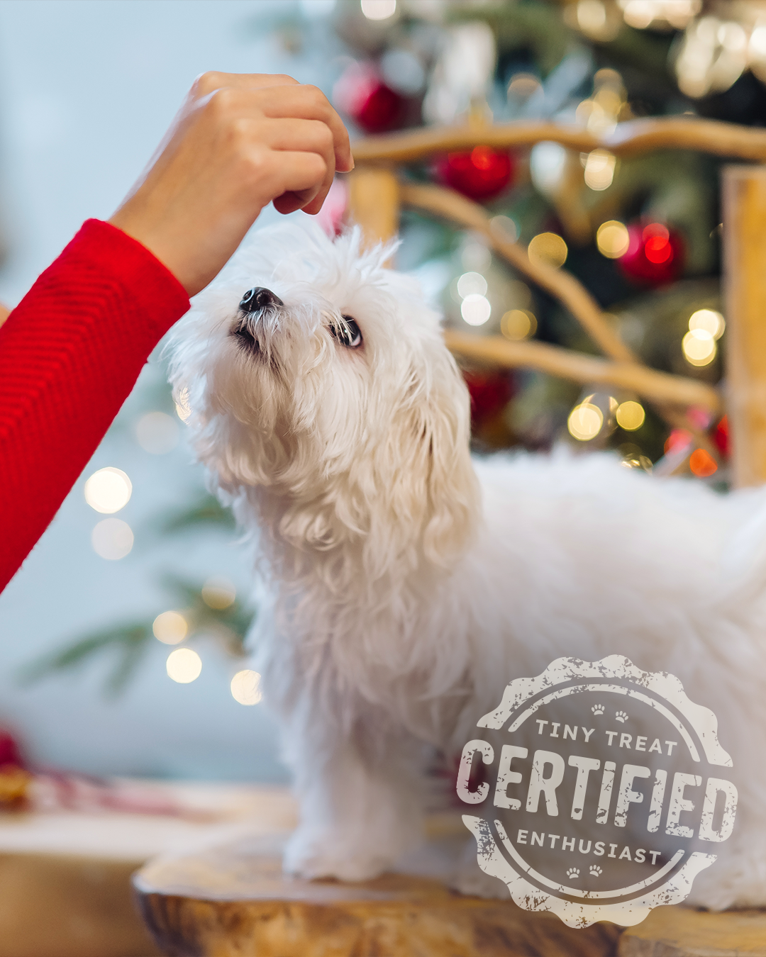 certified tiny treat enthusiast