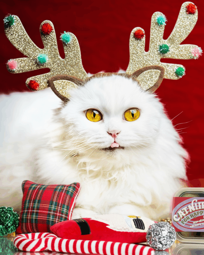 Meowy Christmas Gift Basket - Tiny Treat Gang