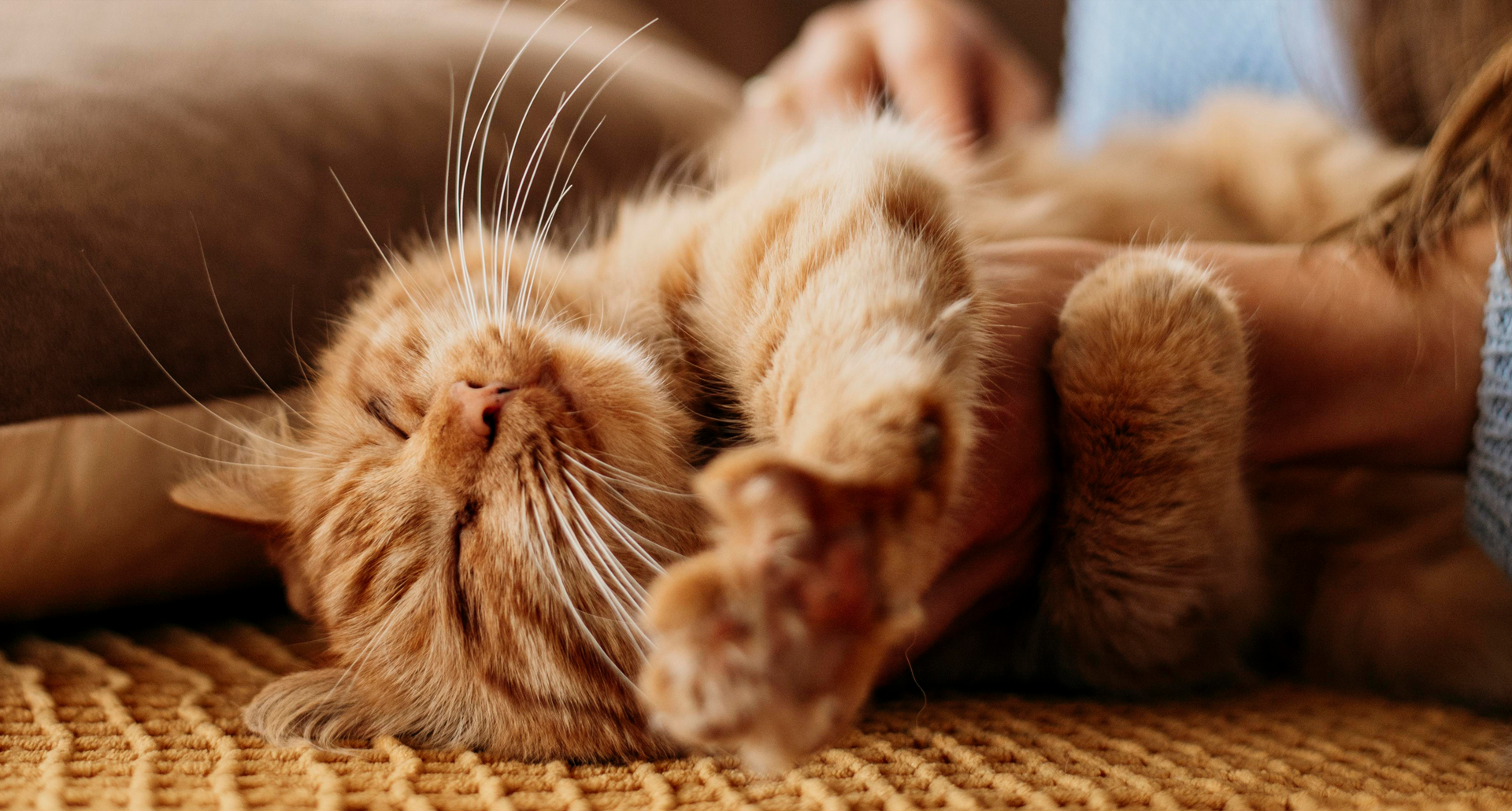cats-stuff